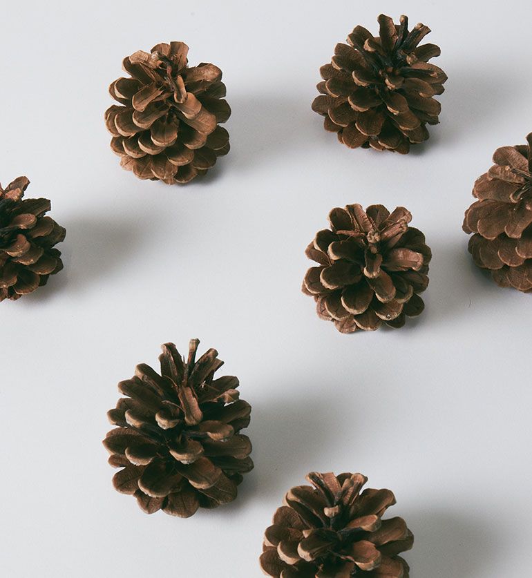Pomme de pin vintage